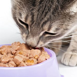 Hrana pisici